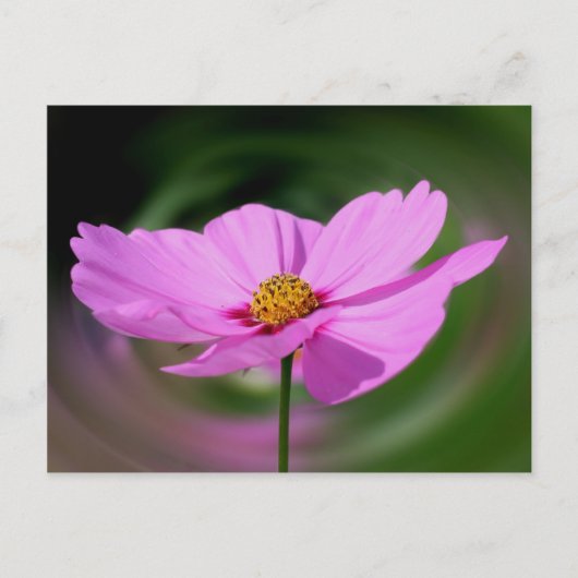 Droomroze Cosmos Flower Natuur Briefkaart (Voorkant)