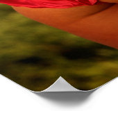 droomveld! poster (Hoek)