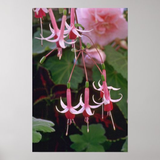 Drooping Flowers Poster (Voorkant)