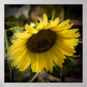 Drooping Poster (Voorkant)