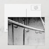 Droplets on Vine Postcard Briefkaart (Voorkant / Achterkant)