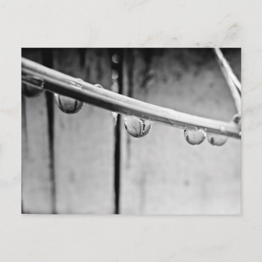 Droplets on Vine Postcard Briefkaart (Voorkant)