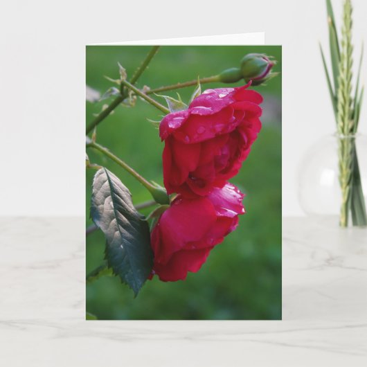 Drops of Rain Kaart (Voorkant)