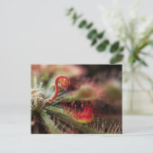 Drosera Capillaris Briefkaart (Staand voorkant)