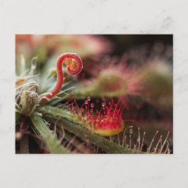 Drosera Capillaris Briefkaart