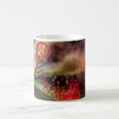 Drosera Capillaris Koffiemok (Center)