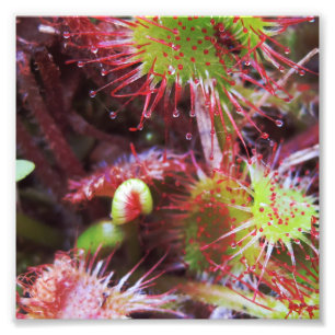 Drosera rotundifolia foto afdruk