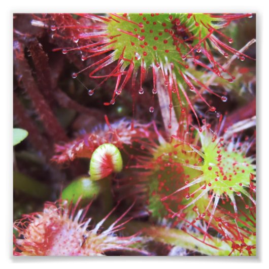 Drosera rotundifolia foto afdruk (Voorkant)