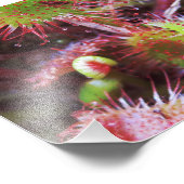 Drosera rotundifolia foto afdruk (Hoek)