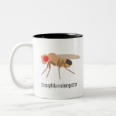 Drosophila Coffee Mok (Links)