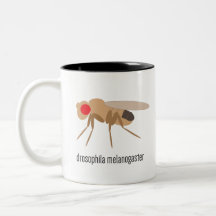 Drosophila Coffee Mok