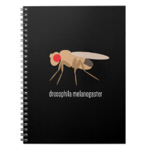 Drosophila Lab-laptop