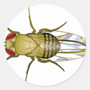 drosophila melanogaster ronde sticker