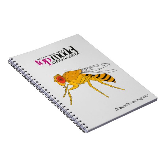 Drosophila notitieboek (Rechterzijde)