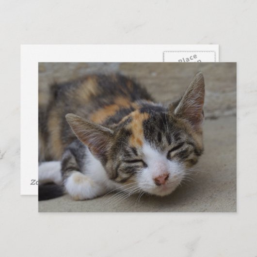 Drowsing Calico Kitten Briefkaart (Voorkant / Achterkant)
