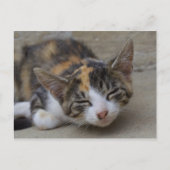 Drowsing Calico Kitten Briefkaart (Voorkant)