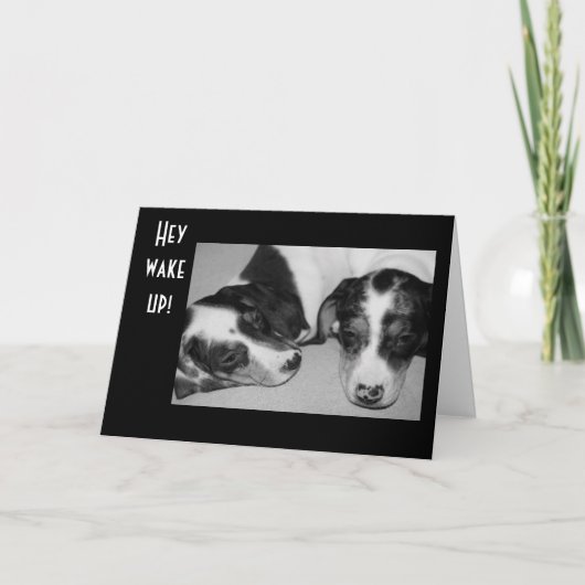 DROWSY DACHSHUNDS 40e BIRTHDAY Kaart (Voorkant)