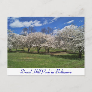 Druid Hill Park in de lente Briefkaart