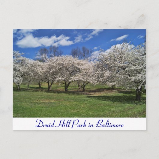 Druid Hill Park in de lente Briefkaart (Voorkant)