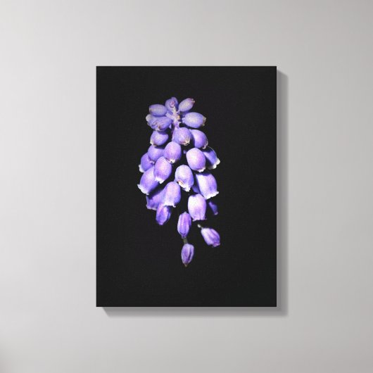 Druif Hyacint Bloem Leinwand Afdruk Canvas Afdruk (Voorkant)