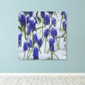 Druif Hyacinten in Snow Canvas Print (Insitu (Houten vloer))