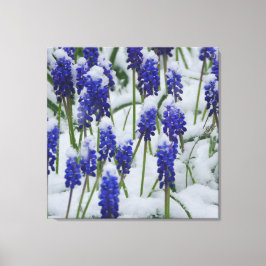 Druif Hyacinten in Snow Canvas Print