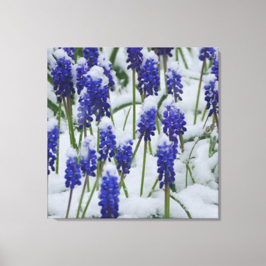 Druif Hyacinten in Snow Canvas Print (Voorkant)