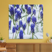 Druif Hyacinten in Snow Canvas Print (Insitu (Woonkamer))