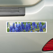 Druifhyacint Bumpersticker (Op auto)