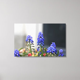 druifhyacint canvas afdruk