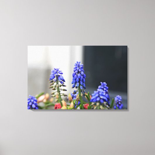druifhyacint canvas afdruk (Voorkant)