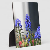 druifhyacint fotoplaat (Zijkant)