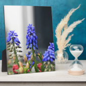 druifhyacint fotoplaat (Zijkant)