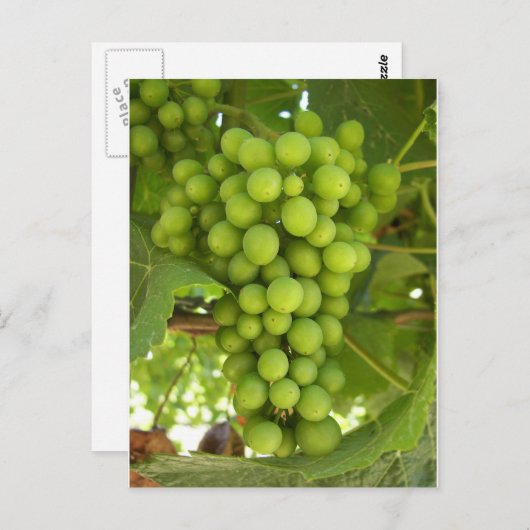 druiven briefkaart (Voorkant / Achterkant)