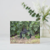 druiven briefkaart (Staand voorkant)