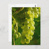 druiven briefkaart (Voorkant / Achterkant)