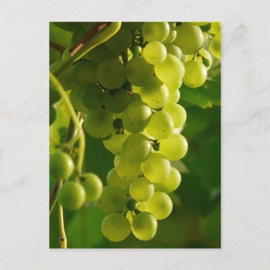 druiven briefkaart (Voorkant)