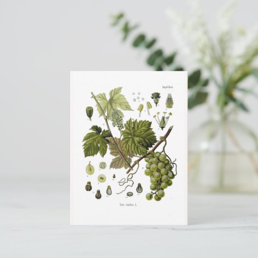 druiven briefkaart (Staand voorkant)