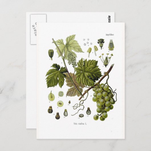 druiven briefkaart (Voorkant / Achterkant)