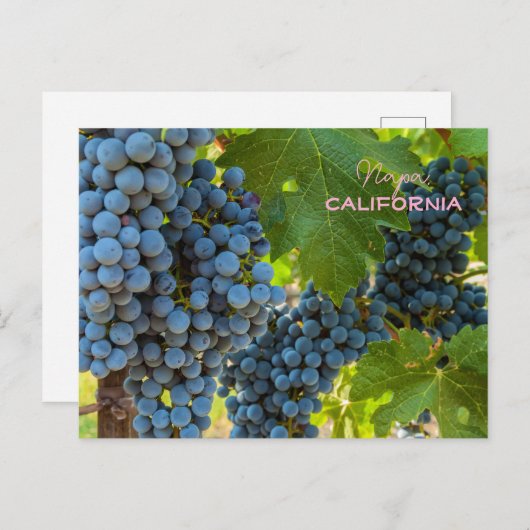 Druiven Briefkaart (Voorkant / Achterkant)