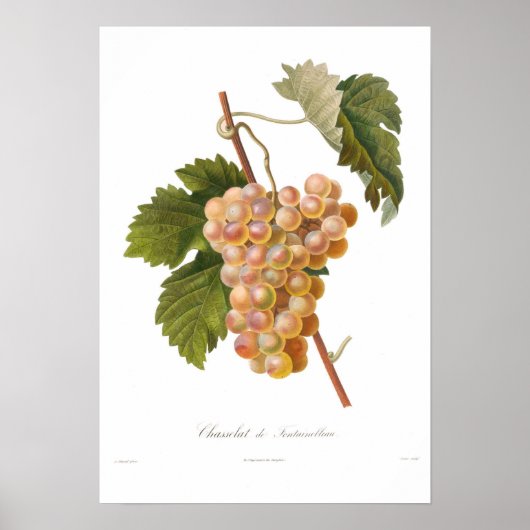 Druiven, Chasselat de Fontainebleau Poster (Voorkant)