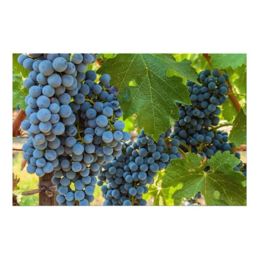Druiven Foto Afdruk (Voorkant)