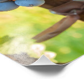 Druiven Foto Afdruk (Hoek)