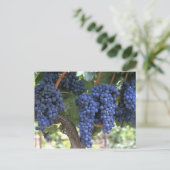 Druiven gereed voor oogst briefkaart (Staand voorkant)