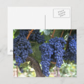 Druiven gereed voor oogst briefkaart (Voorkant / Achterkant)