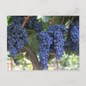Druiven gereed voor oogst briefkaart (Voorkant)