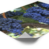 Druiven gereed voor oogst poster (Hoek)