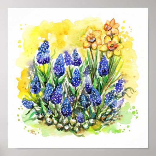 Druiven Hyacinth Garden Poster (Voorkant)