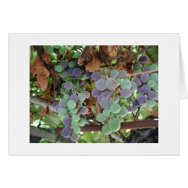 Druiven in augustus (Voorkant Horizontaal)