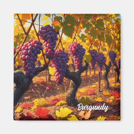 Druiven in Bourgogne Frankrijk Reizen Magneet